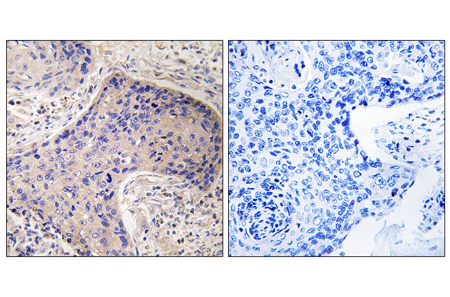Immunohistochemistry - Anti-ST6GAL1 Antibody (C15170) - Antibodies.com