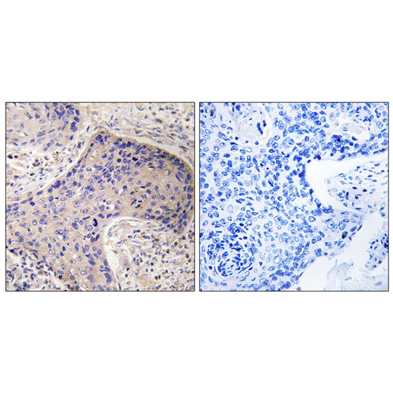 Immunohistochemistry - Anti-ST6GAL1 Antibody (C15170) - Antibodies.com