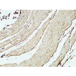 Immunohistochemistry - Anti-ST6GAL1 Antibody (C15170) - Antibodies.com