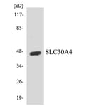 Western Blot - Anti-SLC30A4 Antibody (R12-3524) - Antibodies.com