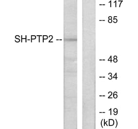 Western Blot - Anti-SH-PTP2 Antibody (C0321) - Antibodies.com
