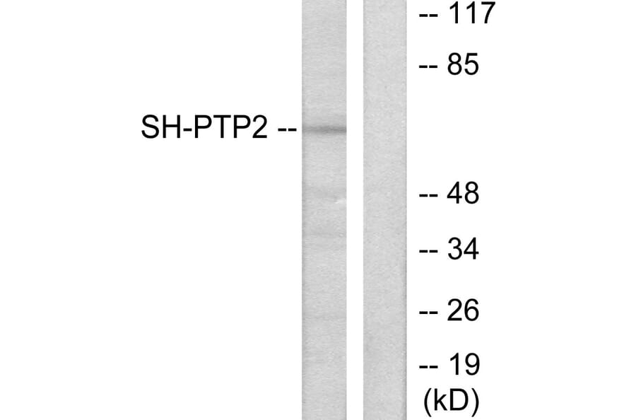 Western Blot - Anti-SH-PTP2 Antibody (C0321) - Antibodies.com