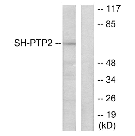 Western Blot - Anti-SH-PTP2 Antibody (C0321) - Antibodies.com