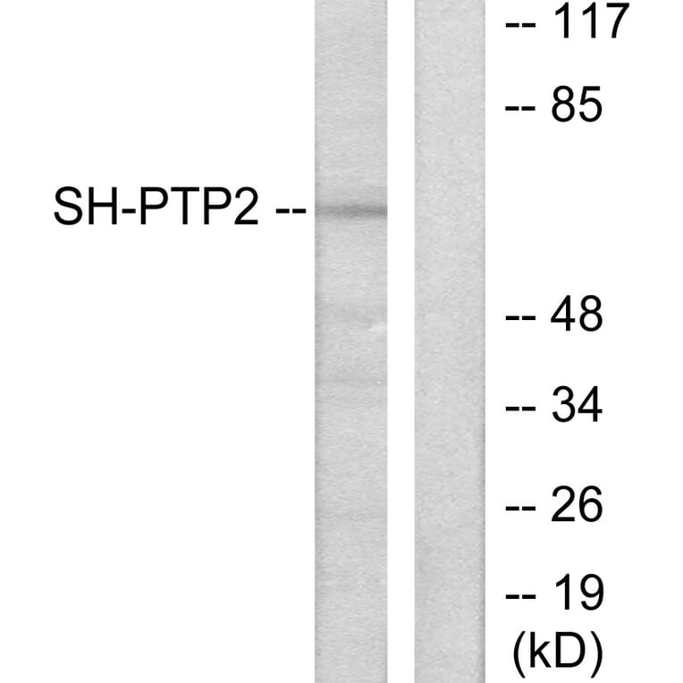 Western Blot - Anti-SH-PTP2 Antibody (C0321) - Antibodies.com