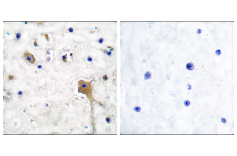 Immunohistochemistry - Anti-SH-PTP2 Antibody (C0321) - Antibodies.com