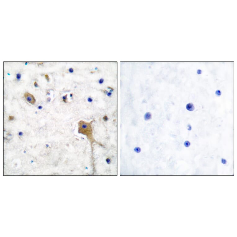 Immunohistochemistry - Anti-SH-PTP2 Antibody (C0321) - Antibodies.com
