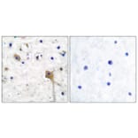 Immunohistochemistry - Anti-SH-PTP2 Antibody (C0321) - Antibodies.com