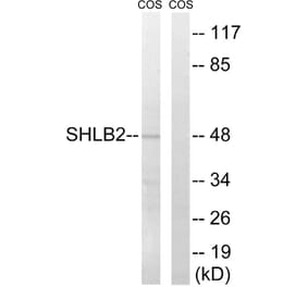 Western Blot - Anti-SH3GLB2 Antibody (C18717) - Antibodies.com