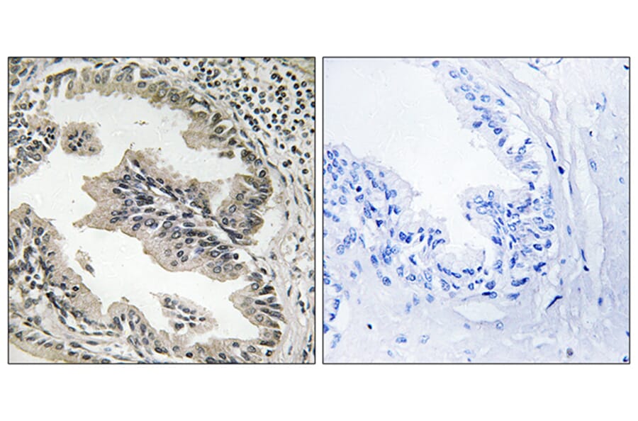 Immunohistochemistry - Anti-SH3GLB2 Antibody (C18717) - Antibodies.com