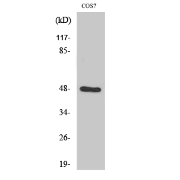 Western Blot - Anti-SH3GLB2 Antibody (C18717) - Antibodies.com