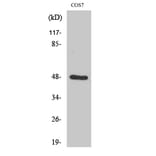 Western Blot - Anti-SH3GLB2 Antibody (C18717) - Antibodies.com