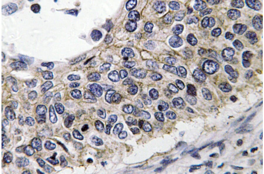 Immunohistochemistry - Anti-PRX III Antibody (R12-2323) - Antibodies.com