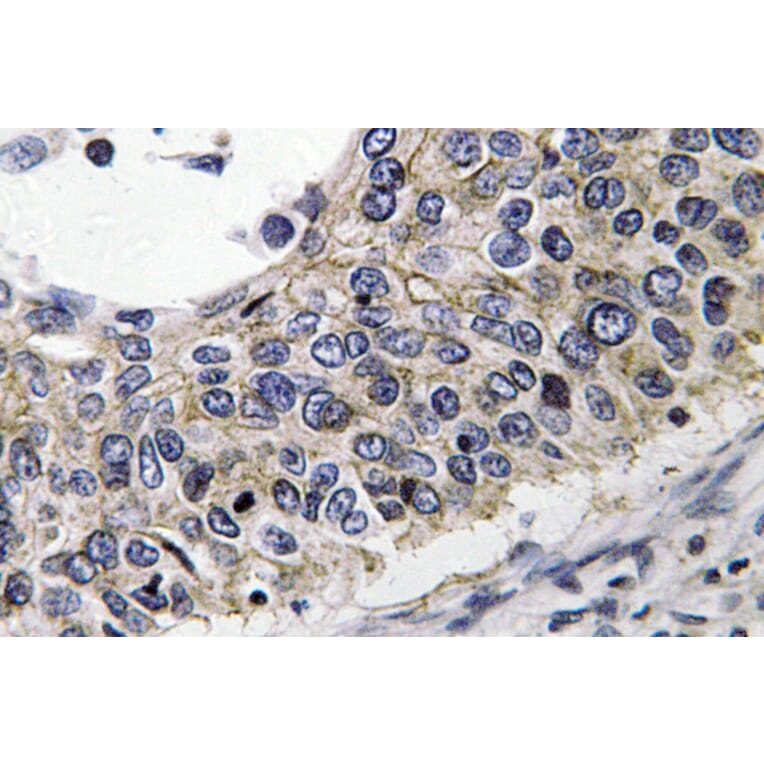 Immunohistochemistry - Anti-PRX III Antibody (R12-2323) - Antibodies.com