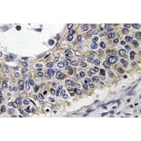 Immunohistochemistry - Anti-PRX III Antibody (R12-2323) - Antibodies.com