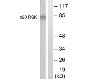 Western Blot - Anti-p90 RSK Antibody (B0535) - Antibodies.com