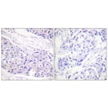 Immunohistochemistry - Anti-p90 RSK Antibody (B0535) - Antibodies.com