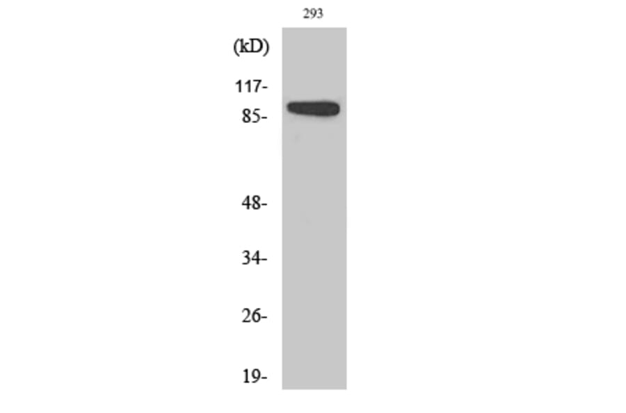 Western Blot - Anti-p90 RSK Antibody (B0535) - Antibodies.com