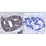 Immunohistochemistry - Anti-p62 Dok Antibody (B7057) - Antibodies.com