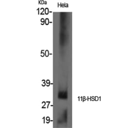 Western Blot - Anti-HSD11B1 Antibody (C15252) - Antibodies.com