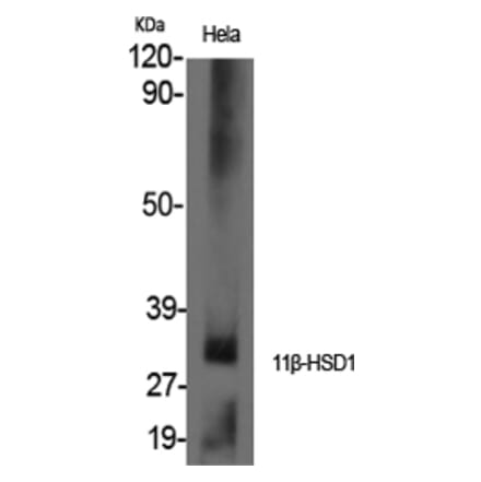 Western Blot - Anti-HSD11B1 Antibody (C15252) - Antibodies.com