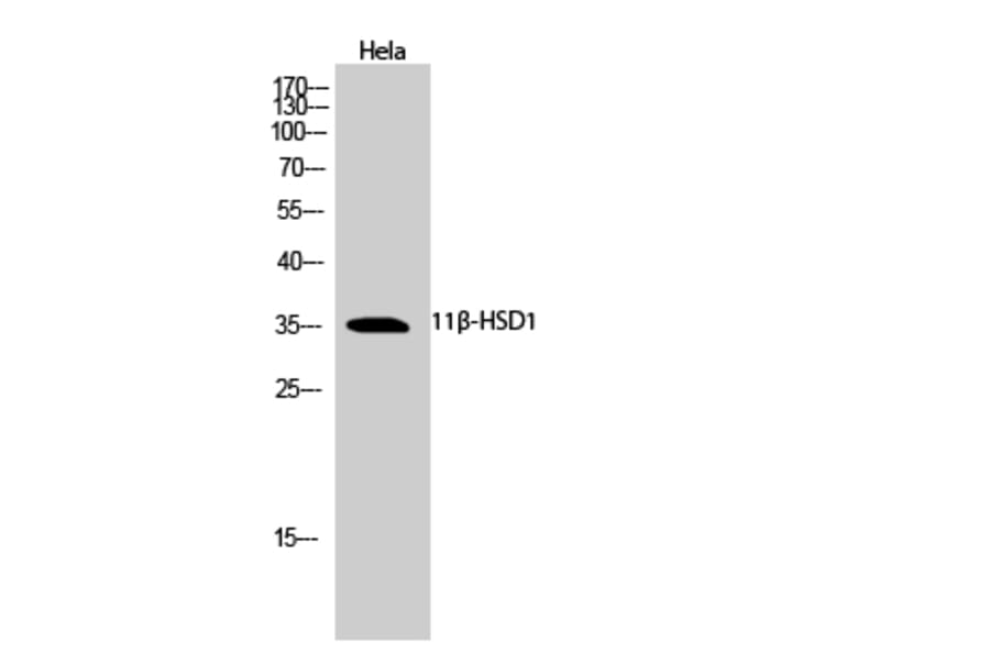 Western Blot - Anti-HSD11B1 Antibody (C15252) - Antibodies.com