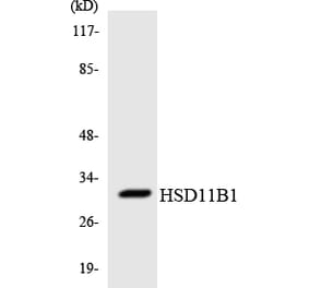 Western Blot - Anti-HSD11B1 Antibody (R12-2894) - Antibodies.com