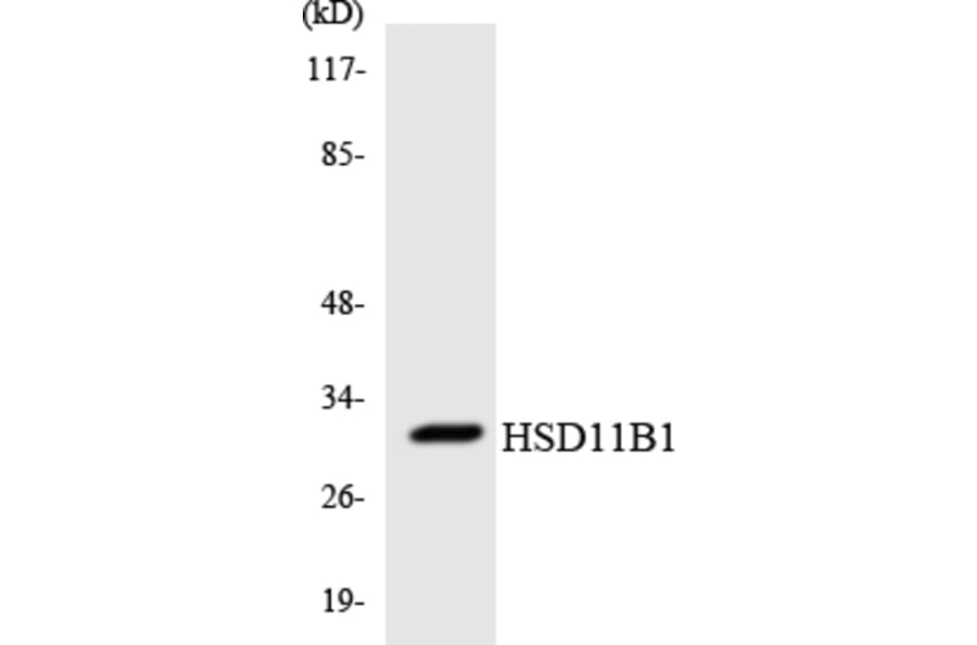 Western Blot - Anti-HSD11B1 Antibody (R12-2894) - Antibodies.com
