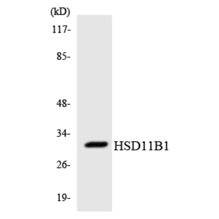 Western Blot - Anti-HSD11B1 Antibody (R12-2894) - Antibodies.com