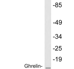 Western Blot - Anti-Ghrelin Antibody (R12-2164) - Antibodies.com