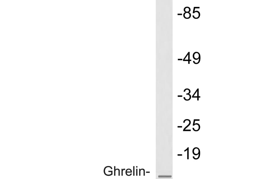 Western Blot - Anti-Ghrelin Antibody (R12-2164) - Antibodies.com
