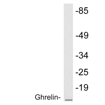 Western Blot - Anti-Ghrelin Antibody (R12-2164) - Antibodies.com