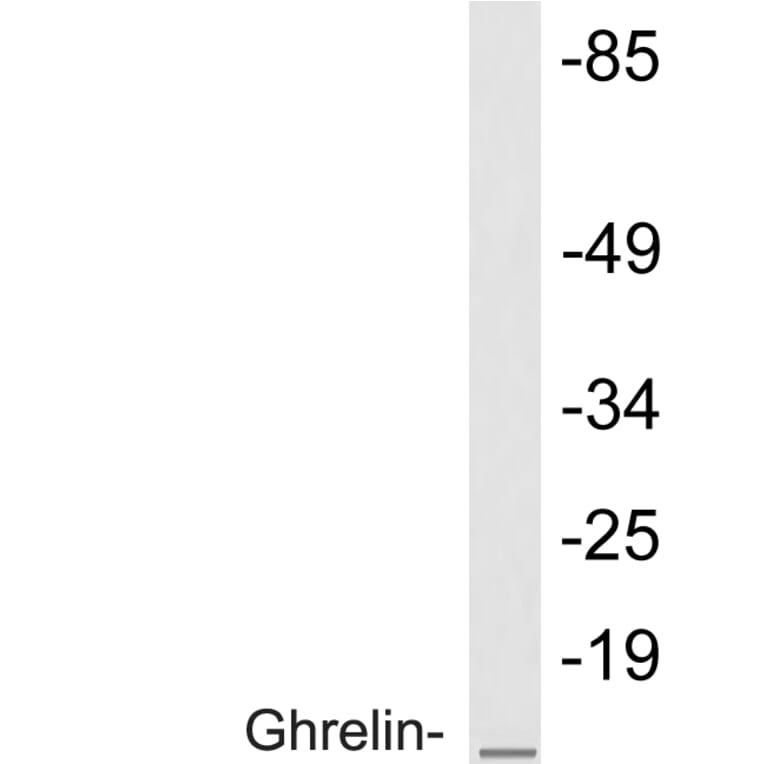 Western Blot - Anti-Ghrelin Antibody (R12-2164) - Antibodies.com