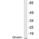 Western Blot - Anti-Ghrelin Antibody (R12-2164) - Antibodies.com