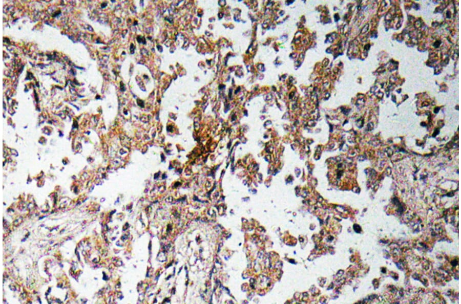 Immunohistochemistry - Anti-Ghrelin Antibody (R12-2164) - Antibodies.com