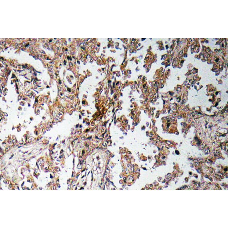 Immunohistochemistry - Anti-Ghrelin Antibody (R12-2164) - Antibodies.com