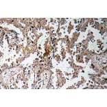 Immunohistochemistry - Anti-Ghrelin Antibody (R12-2164) - Antibodies.com