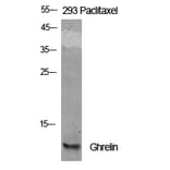 Western Blot - Anti-Ghrelin Antibody (R12-2164) - Antibodies.com