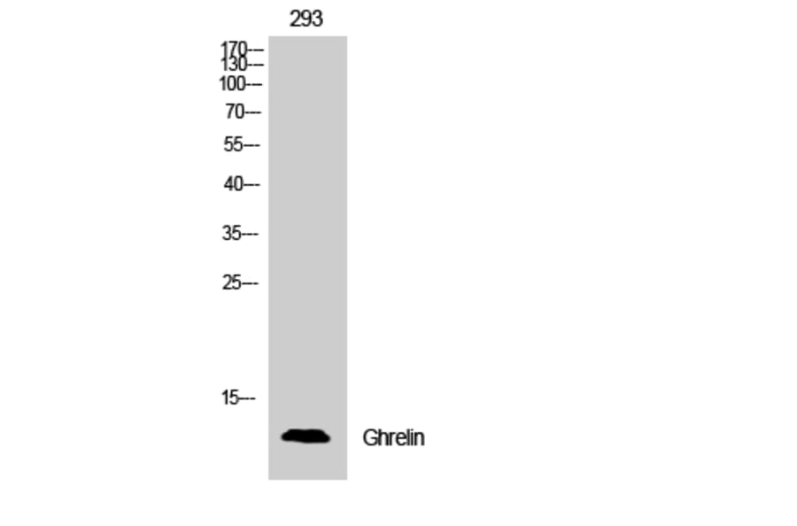 Western Blot - Anti-Ghrelin Antibody (R12-2164) - Antibodies.com