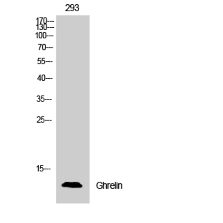 Western Blot - Anti-Ghrelin Antibody (R12-2164) - Antibodies.com