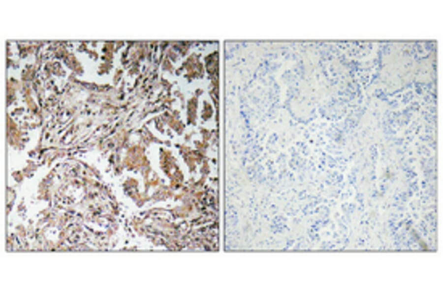 Immunohistochemistry - Anti-Ghrelin Antibody (R12-2164) - Antibodies.com