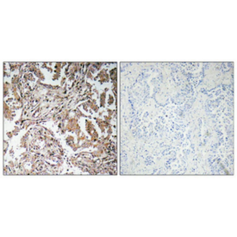 Immunohistochemistry - Anti-Ghrelin Antibody (R12-2164) - Antibodies.com