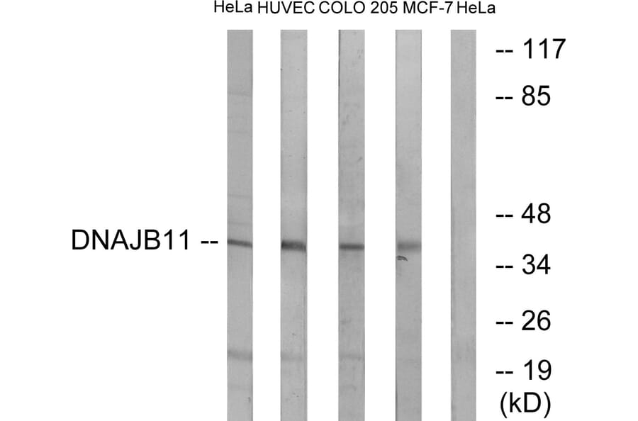 Western Blot - Anti-DNAJB11 Antibody (C15492) - Antibodies.com