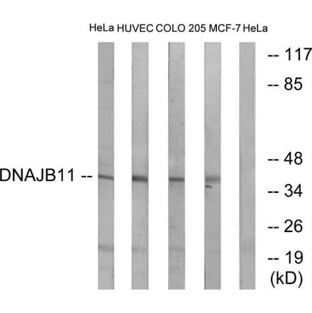 Western Blot - Anti-DNAJB11 Antibody (C15492) - Antibodies.com