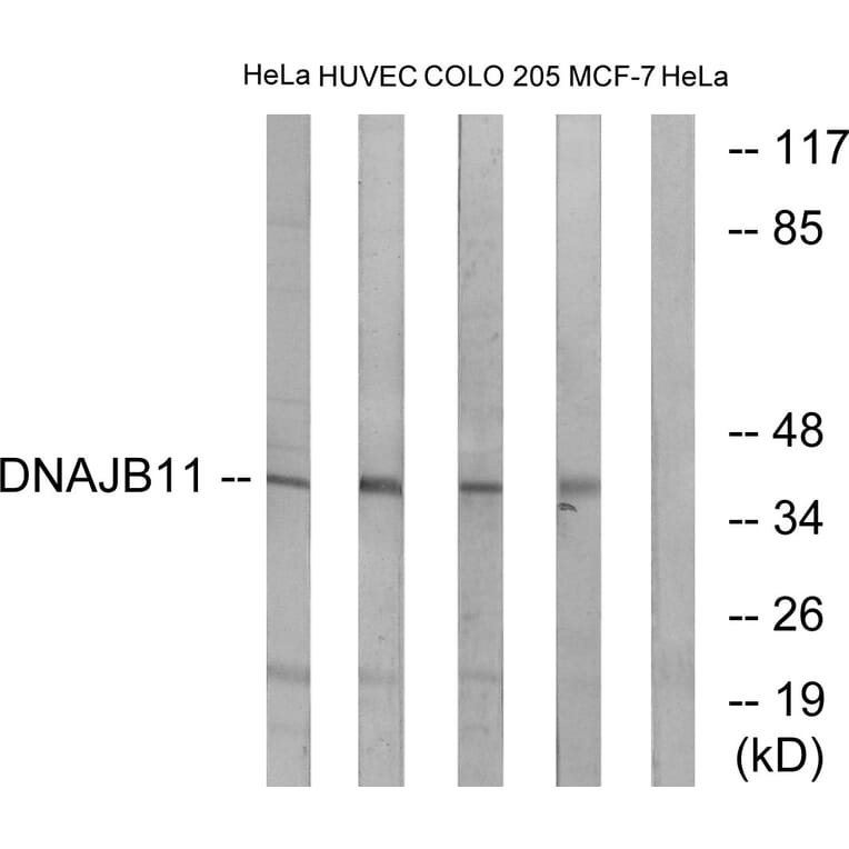 Western Blot - Anti-DNAJB11 Antibody (C15492) - Antibodies.com