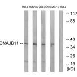 Western Blot - Anti-DNAJB11 Antibody (C15492) - Antibodies.com