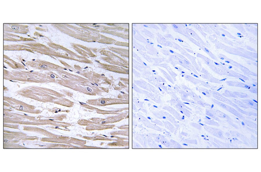 Immunohistochemistry - Anti-DNAJB11 Antibody (C15492) - Antibodies.com