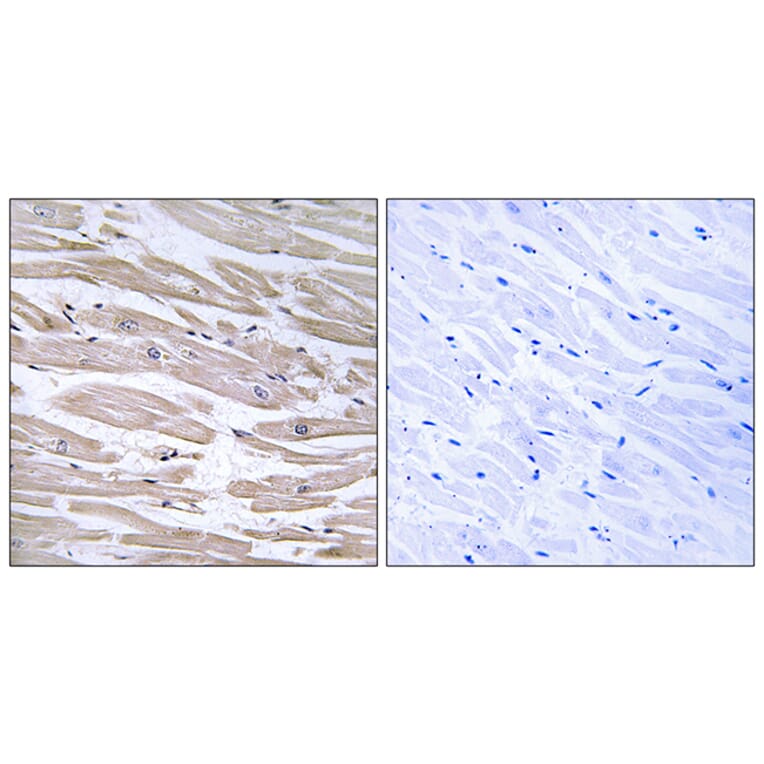 Immunohistochemistry - Anti-DNAJB11 Antibody (C15492) - Antibodies.com