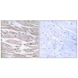 Immunohistochemistry - Anti-DNAJB11 Antibody (C15492) - Antibodies.com