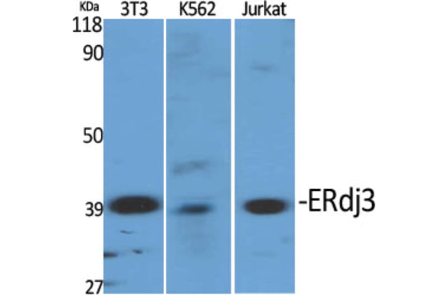 Western Blot - Anti-DNAJB11 Antibody (C15492) - Antibodies.com