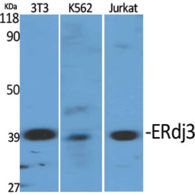 Western Blot - Anti-DNAJB11 Antibody (C15492) - Antibodies.com